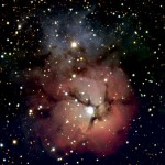 crull-trifid.jpg