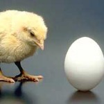 Kokoska ili jaje? chicken192