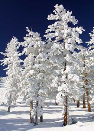 Snow, snow, snow