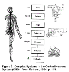brain3