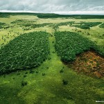 Dan planete Zemlje (2010) Lungs