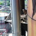 Soko vetruška – najlepša ptica NIS-a soko-rafinerija