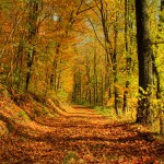 autumn-wallpaper-ii-2