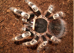 Acanthoscurria geniculata