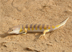 Scincus scincus (Sandfish)