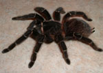 Lasiodora parahybana