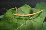 Carausius Morosus