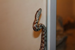 Pantherophis guttata (kukuruzni smuk)