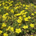 Dolazi proleće img_5029